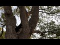 Cat chasing a squirrel up a tree