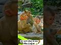 Monkey with family  sad moment but why   monkey shorts new viral shorts subscribe 