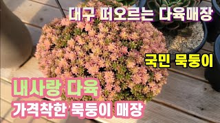 #대구 내사랑다육 매장 #묵둥이 다육이 가격착하게 판매 하는곳 #대구 10년넘는 고수의매장