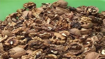 walnut sheller video