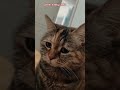 Git Mama Al ЁЯШбЁЯШИ Kesfet Trend Trending Viralvideo Kediler Viral Kesfetosun Kesfeted Я Git Mama Al ЁЯШбЁЯШИ Kesfet Trend Trending Viralvideo Kediler Viral Kesfetosun Kesfeted Я