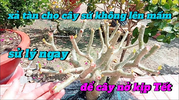 cách sử lý cho cây sứ xả tàn không lên mầm