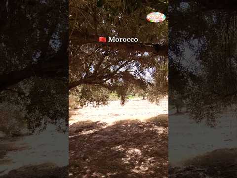 الهروب الى القرية الحقيقية ترودانت الصحراء المغربية 