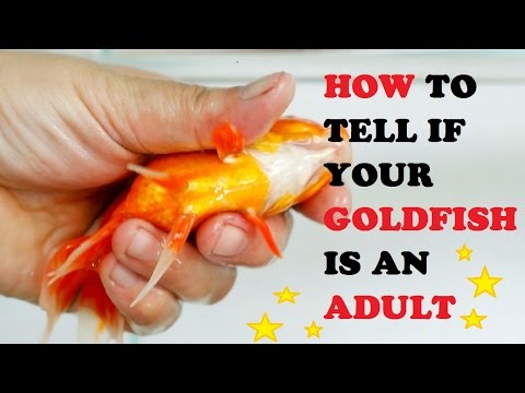 Comment savoir si votre poisson rouge est un adulte