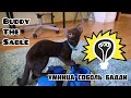 соболь Бадди  и головоломки 🧩 Buddy the sable and educational toys