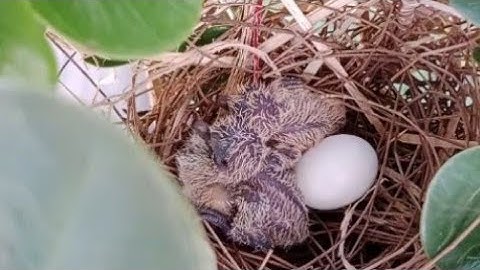 Perkutut di aviary menetas 2 ekor di sangkar pohon