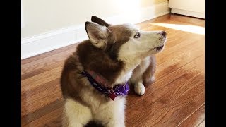 How to train your Siberian Husky to say 'I love you'