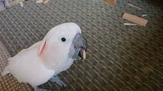 A Cockatoo With A Blue Ball