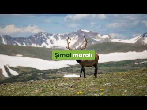 Video: Şimal Maralı