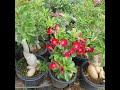 Adenium Bonsai 2-5 years old plants