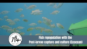 Sea Academy project - chapter 4 : Repopulate fish with the post-larvae capture & culture technique.