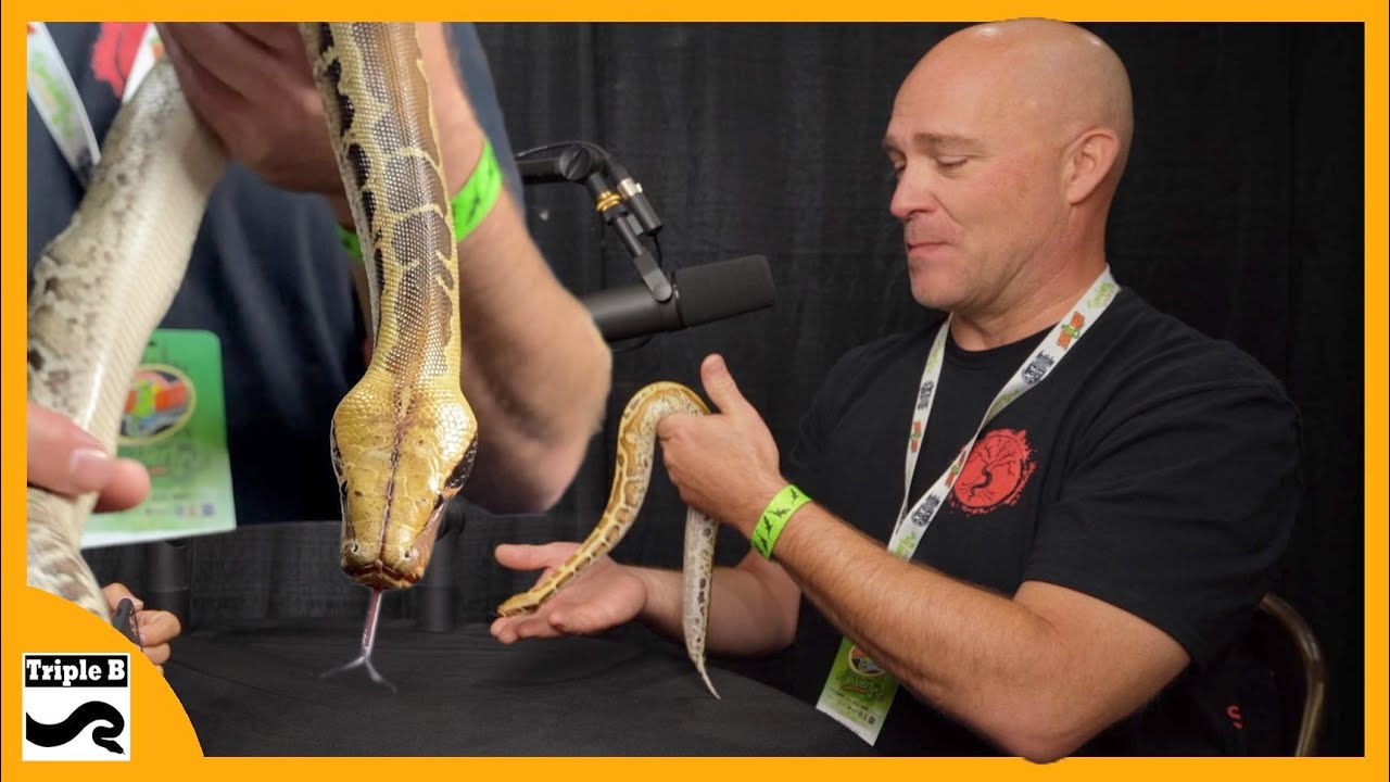 Blood pythons and Short Tailed Pythons with Rich... - youtube
