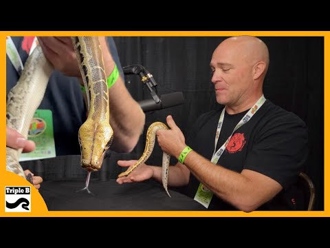 Video Blood pythons and Short Tailed Pythons with Rich... - youtube