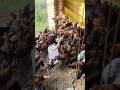 desi murgi#chicken #birds #desichicken #shortsviral