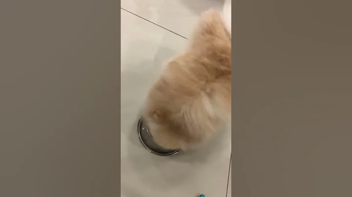 This puppy so cute www Eric Yeung com