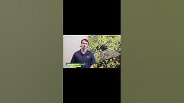 Weed Suppression in Soybeans l Cover Crop Corner