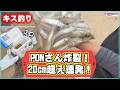 【キス釣り】PONさんの釣技が炸裂!20cmオーバー良型爆釣!