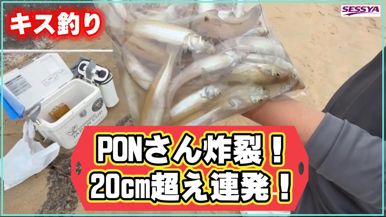 【キス釣り】PONさんの釣技が炸裂!20cmオーバー良型爆釣!