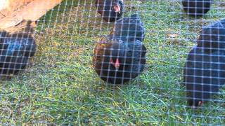 Wyandotte Pullets