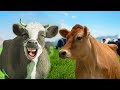 FUNNY COW DANCE 9 │ Cow Song & Cow Videos 2021