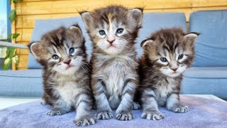 Meet the Most Adorable Maine Coon Kittens!