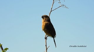 CHORÃO fêmea chamando (SPOROPHILA LEUCOPTERA), WHITE-BELLIED SEEDEATER, PATATIVA-CHORONA, CIGARRA.