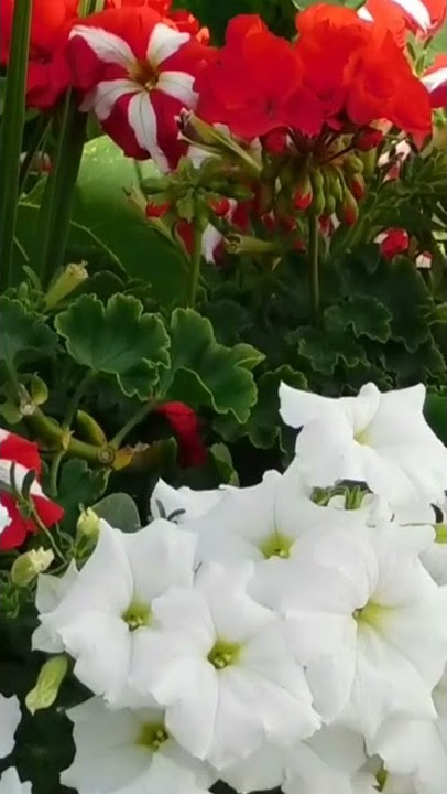 A new Flower tone