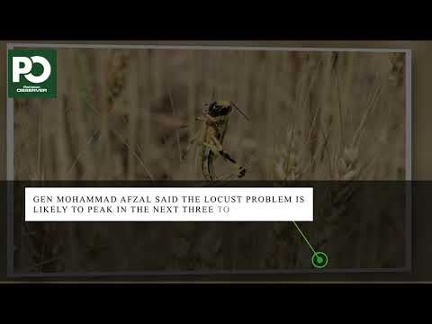 Locust Plague Expected To Make Landfall In Weeks Pakistan Observer