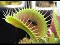 Venus Flytrap Feeding Compilation 2