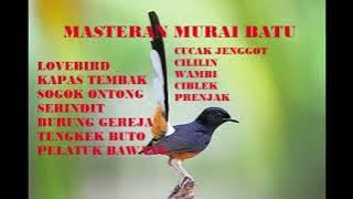 12 suara burung masteran murai batu