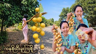 💛ကနစိုသီးစားဖူးကြလား၊အရမ်းချိုနေပြီ ခြံနောက်ပင်လေးက🌿 #fruit #foodie #eat #fruits 