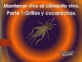 Manteniendo vivo al alimento vivo. Parte 1 Grillos y cucarachas. Evitar que se nos mueran.