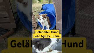 Ich kann’s immernoch #bordercollie #agility #hund #agilitytraining #handicapped #dogshorts #tunnel