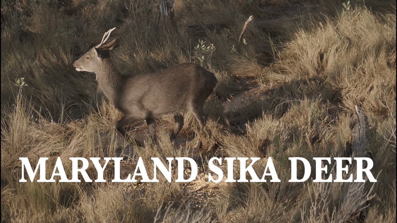 MARYLAND SIKA DEER HUNTING THE GOOD OLD DAYS SELF FILMED HUNT YouTube maryland-sika-deer-hunting-the-good-old-days-self-filmed-hunt-youtube