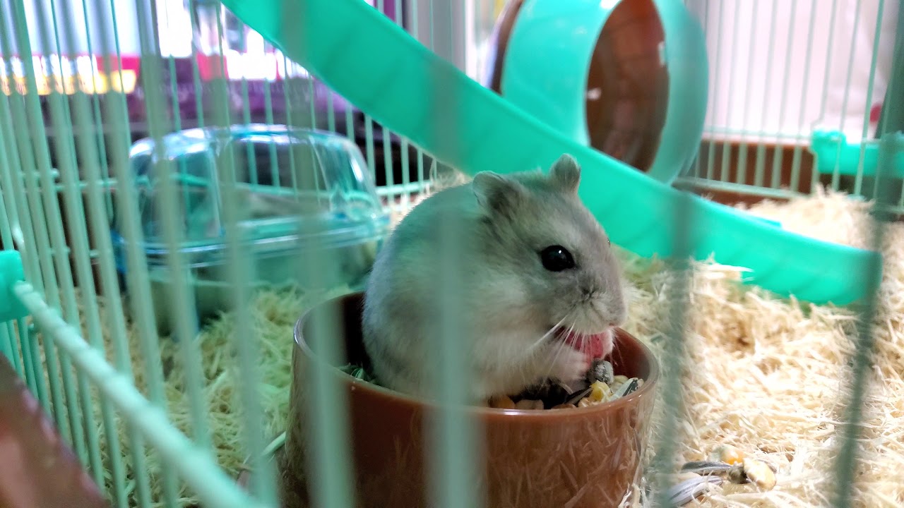 My new pet hamster - YouTube