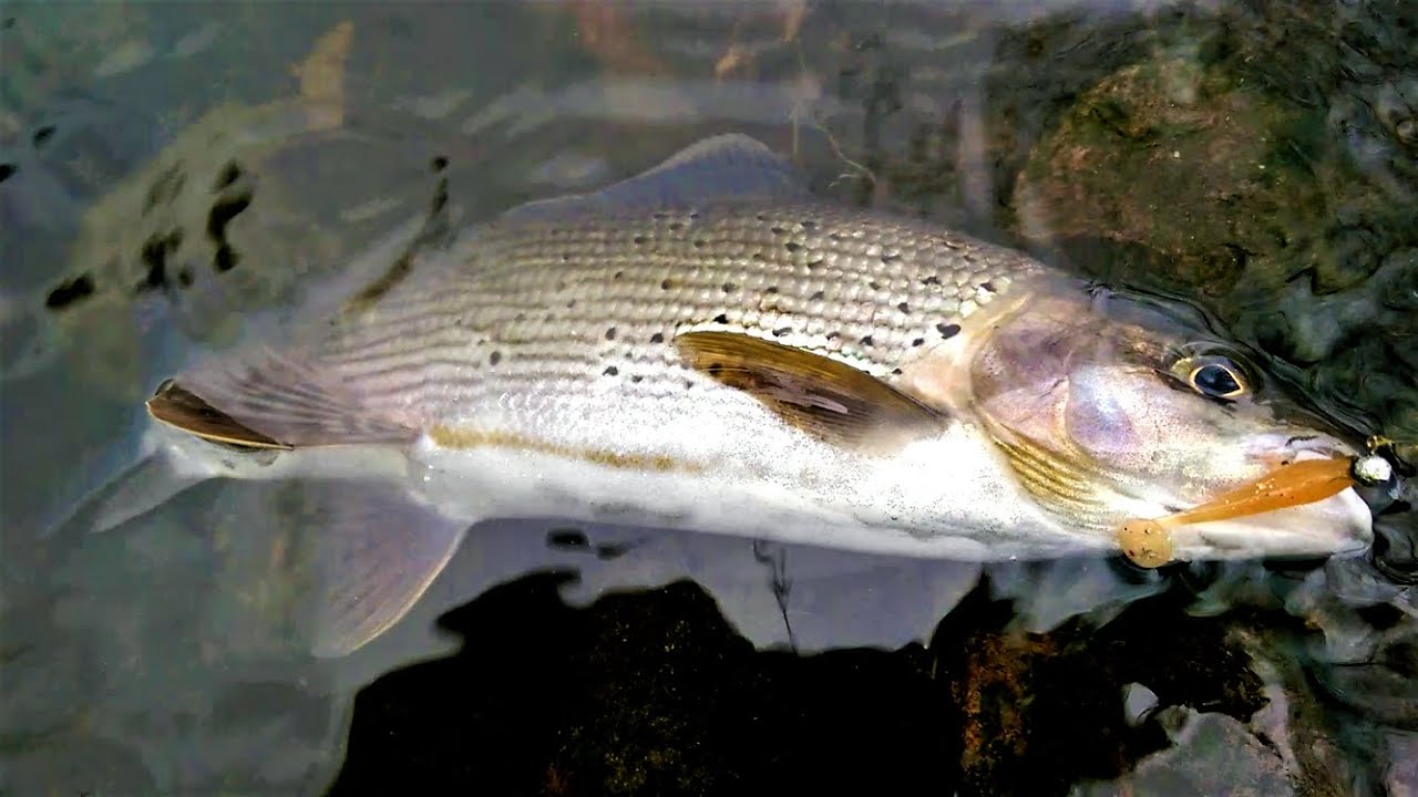 La pêche aux leurres souples à l'ultra léger en Alsace (Haut-Rhin)