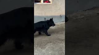 gardis me gher lete hai 💯♥️ #youtube