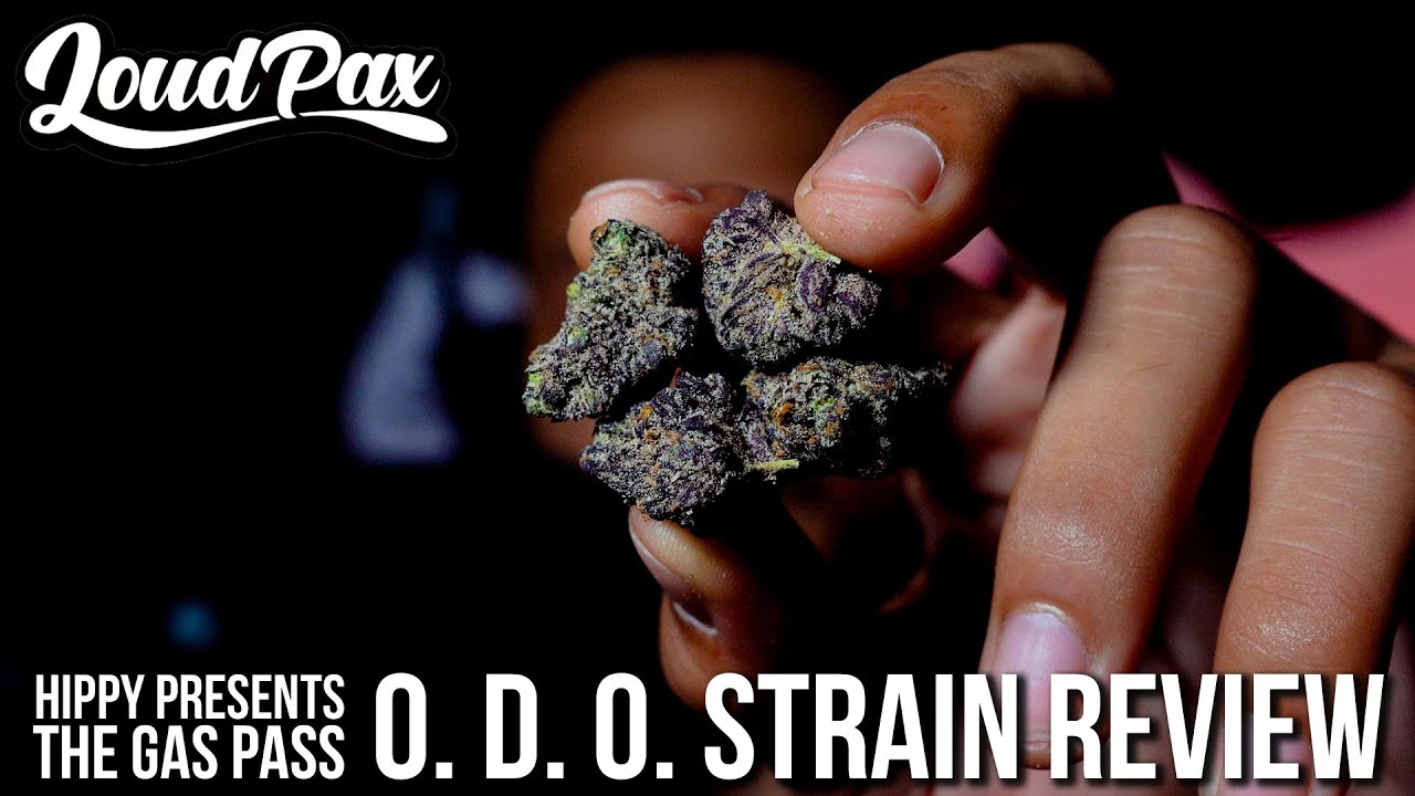 Loud Pax O.D.O Strain Review (Shopping On A Budget)