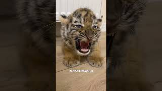 Sisi lain bayi harimau #harimau #kucinglucu