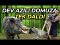 HAYDUT OĞLU MİRZAYI DOMUZ YARMIŞ DURUMU AĞIR
