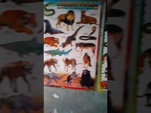 Hewan Pemakan Daging Dan Binatang Buas Youtube Hewan Pemakan Daging Dan Binatang Buas Youtube