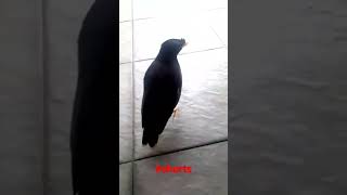 Download Lagu jalak kebo jinak-suara klakson bis malam#shorts MP3