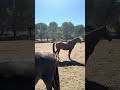 Another Day in the Farm, Ponies #horse #farm #dry #cute