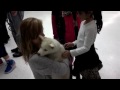 puppy surprise compilation NO:40