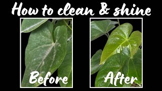 How to clean and shine houseplant leaves !