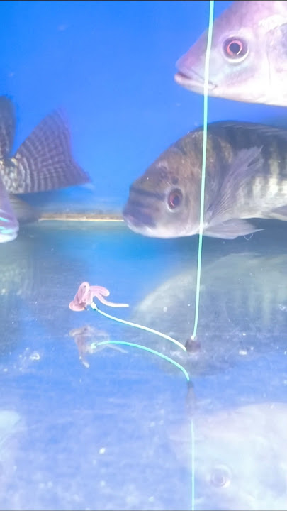 Cara Ikan Nila Makan Umpan Cacing #shorts #fishing #mancing