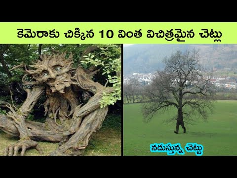 Top 10 Strangest and Rarest Trees on Earth 