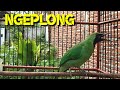 Ngeplong Cucak Ijo Gacor Bongkar Isian Mewah Pancingan Dan Masteran Terbaik Mp3 - Mp4 Download