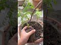 Planted a Curry Leaf Plant #youtubeshorts #curryleafplant #curryplant #curryleaves #organicgrowing