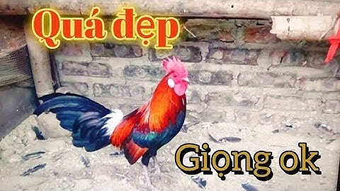 Gà Rừng Mồi Tuyển Chọn Cực Hay2 ( đã bán)